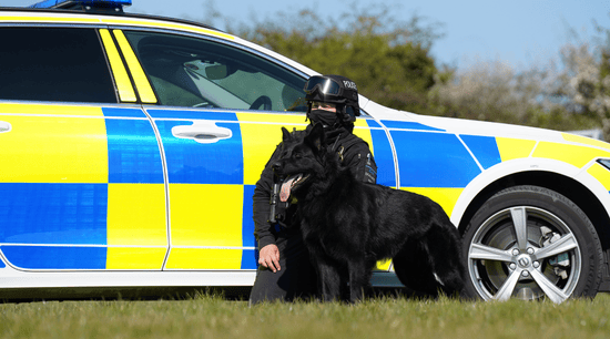 Dog Handler